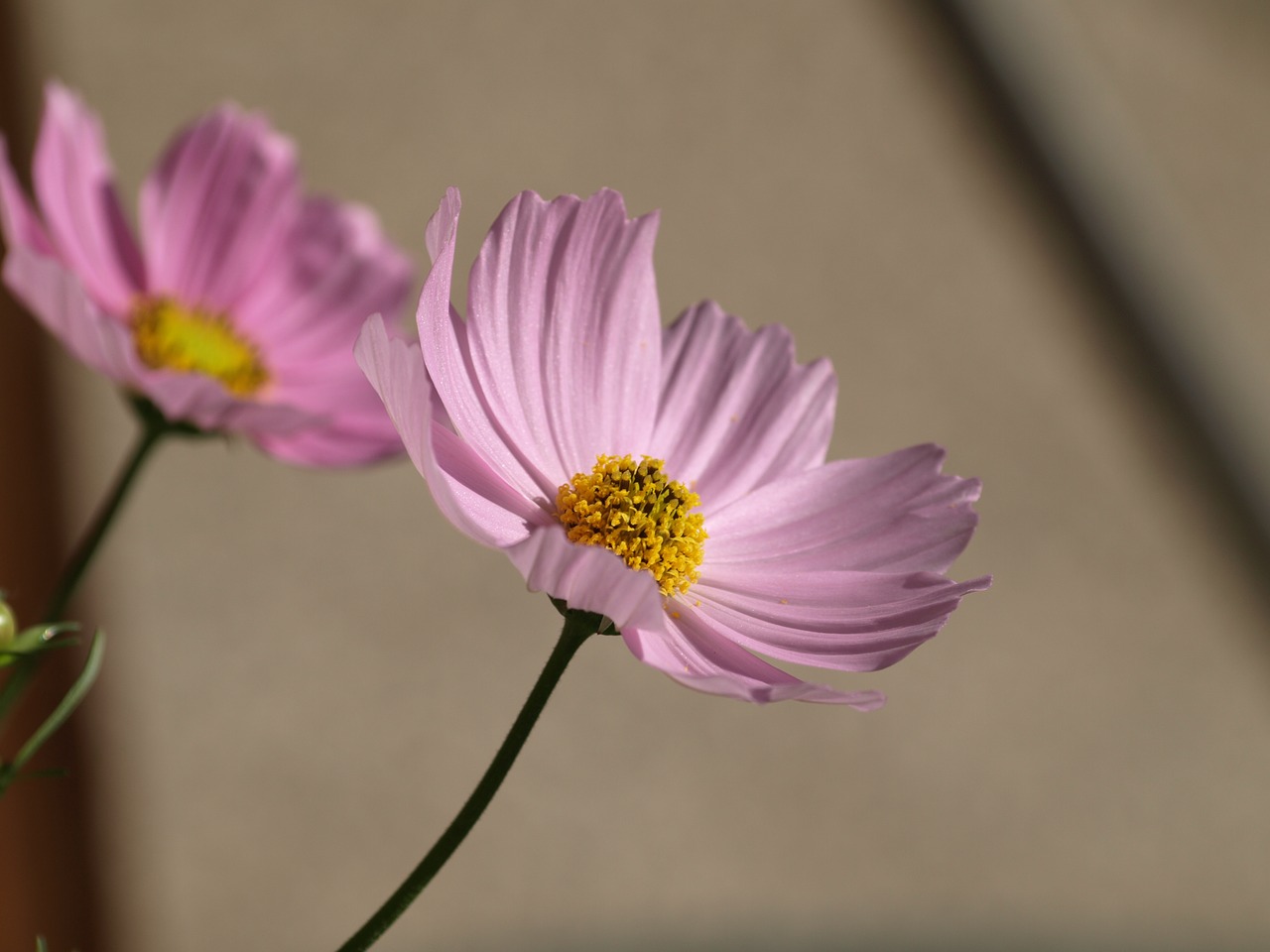 cosmea  flower  blossom free photo