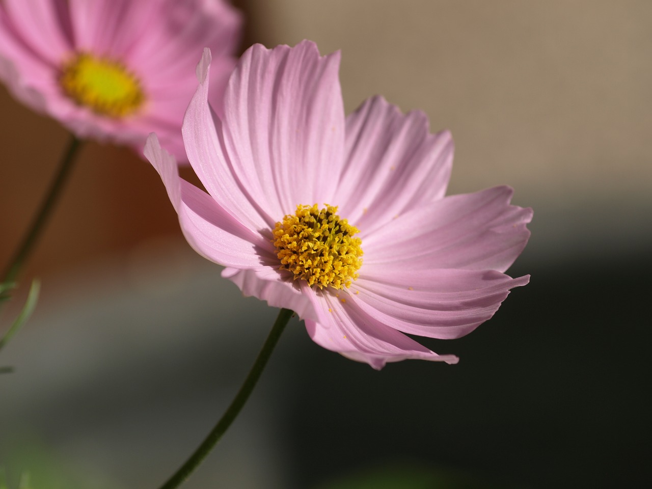 cosmea  flower  blossom free photo