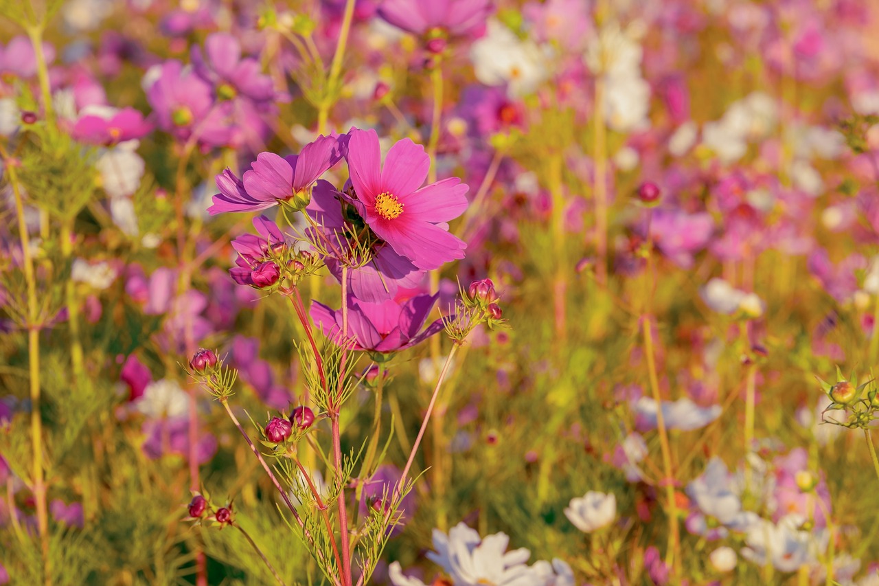 cosmea  flowers  bloom free photo