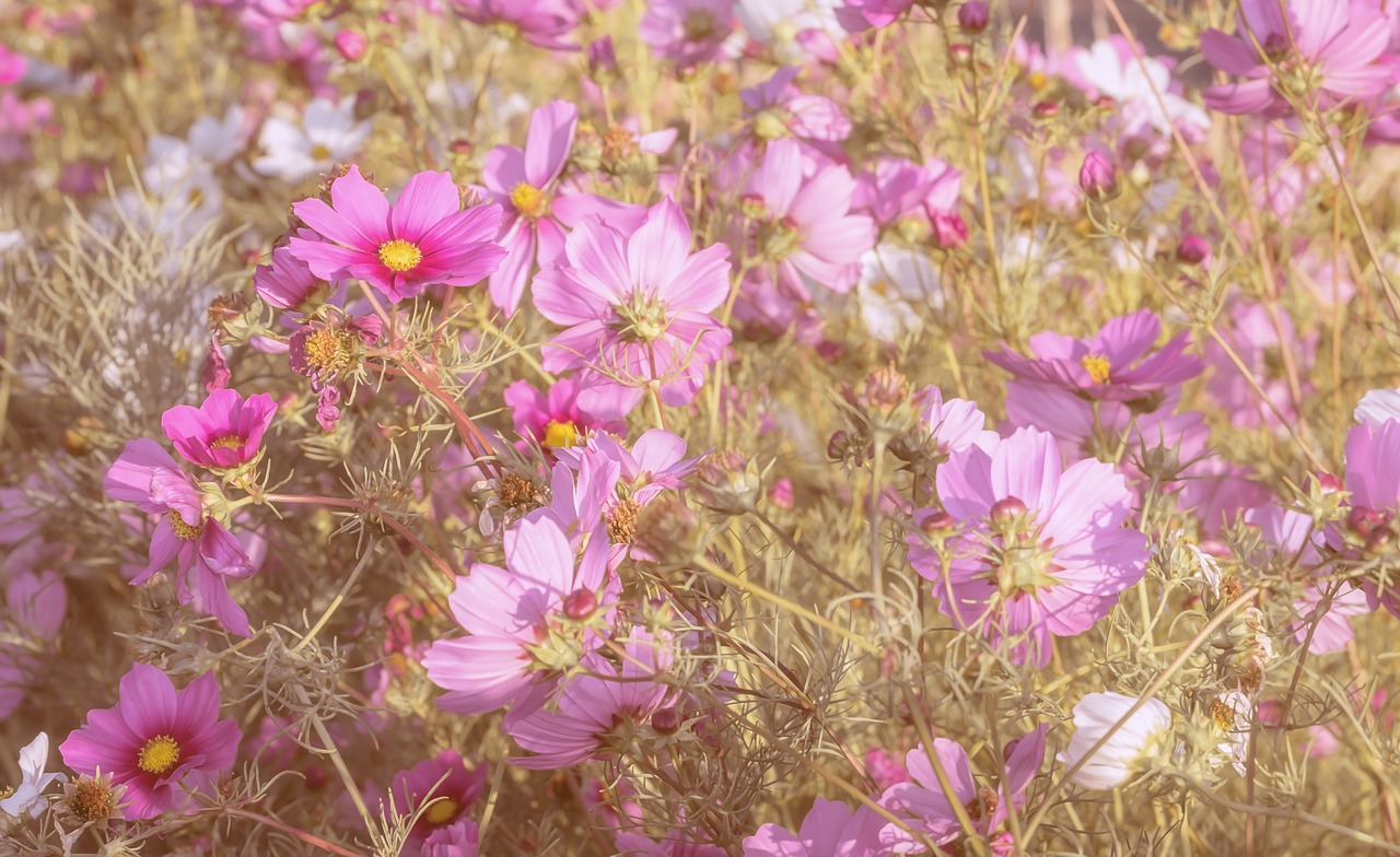 cosmea  flowers  bloom free photo