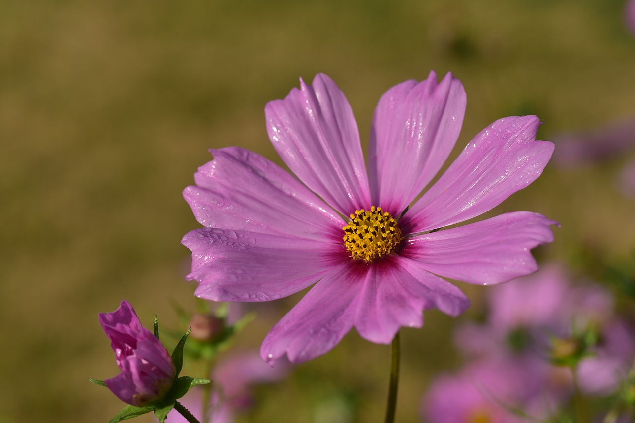 cosmea  kosmee  cosmos free photo