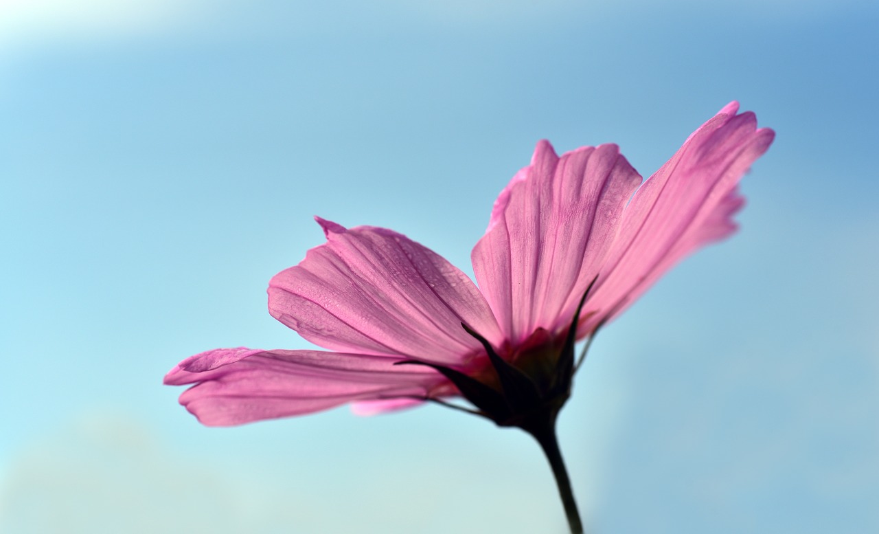 cosmea  cosmos  blossom free photo