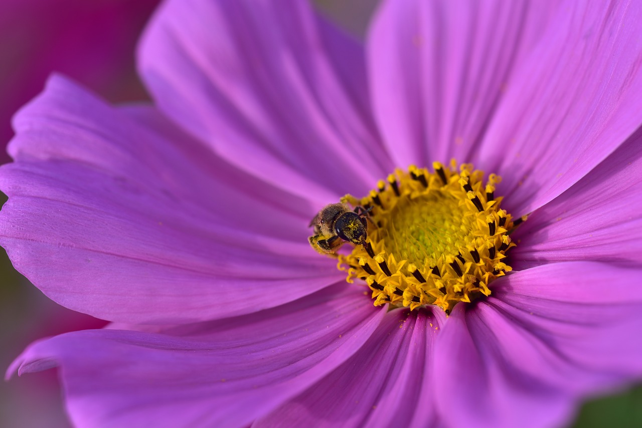 cosmea  cosmos  blossom free photo