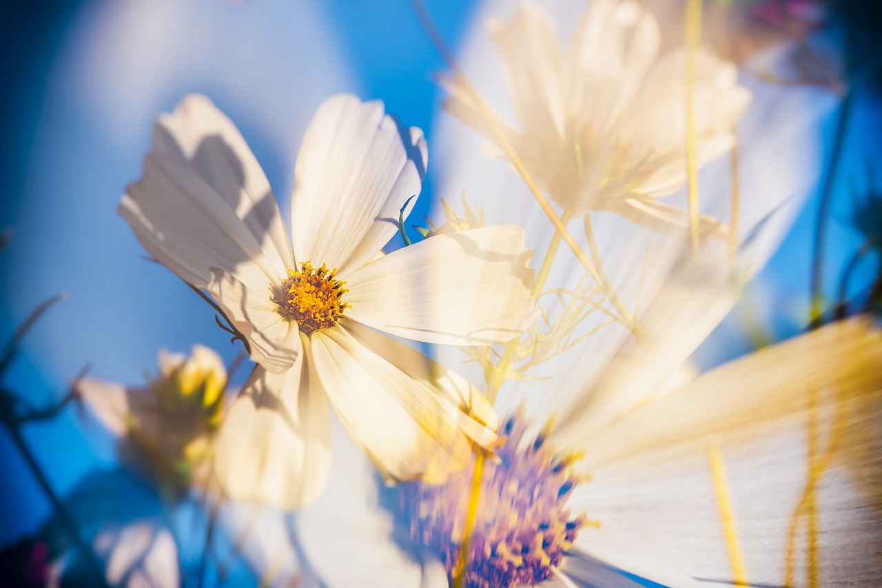 cosmea  flowers  double exposure free photo