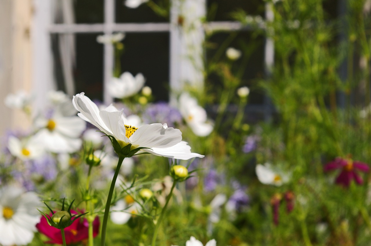 cosmea  summer flower  nature free photo