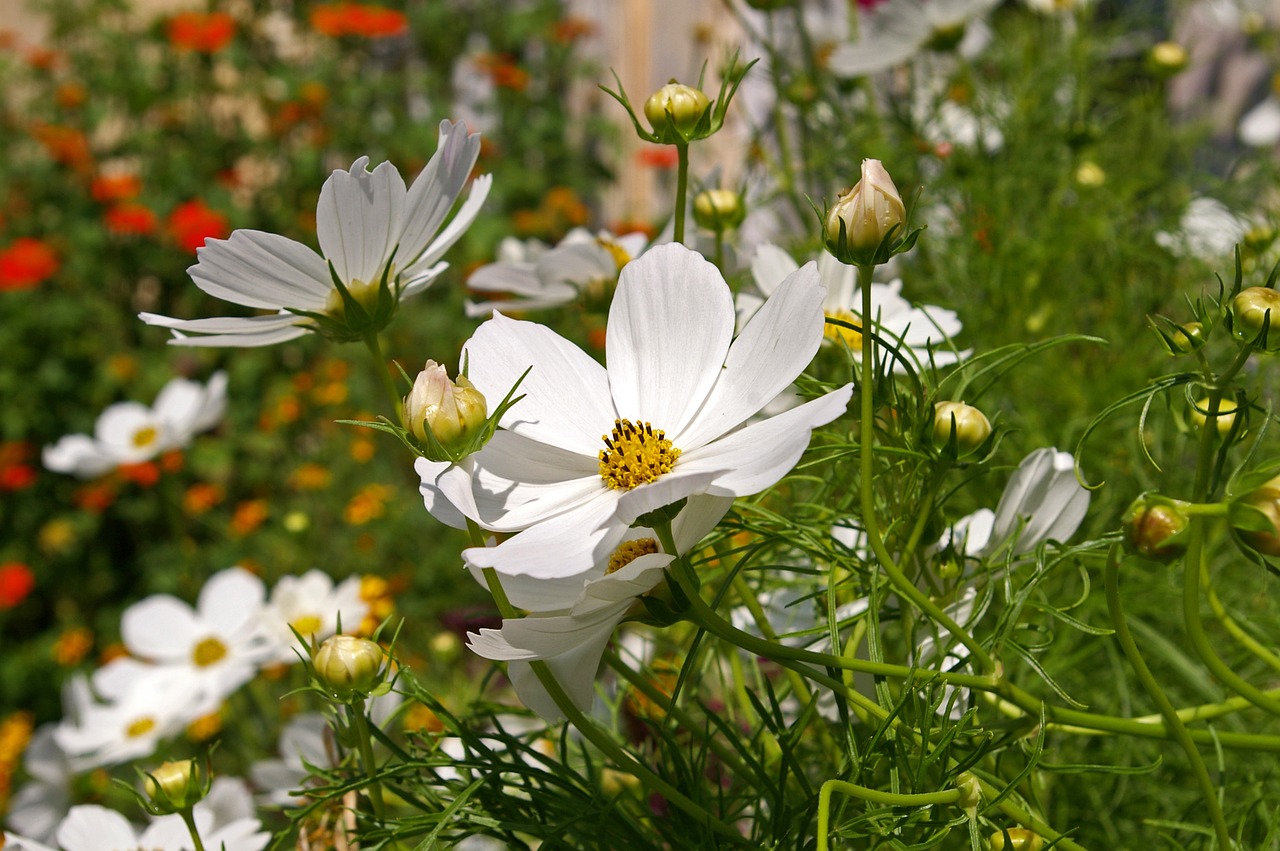 cosmea  summer flower  nature free photo