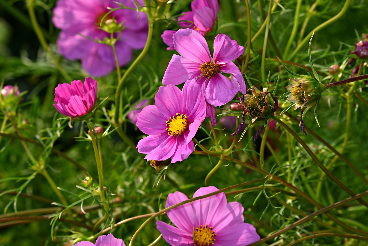 cosmea  flower  plant free photo