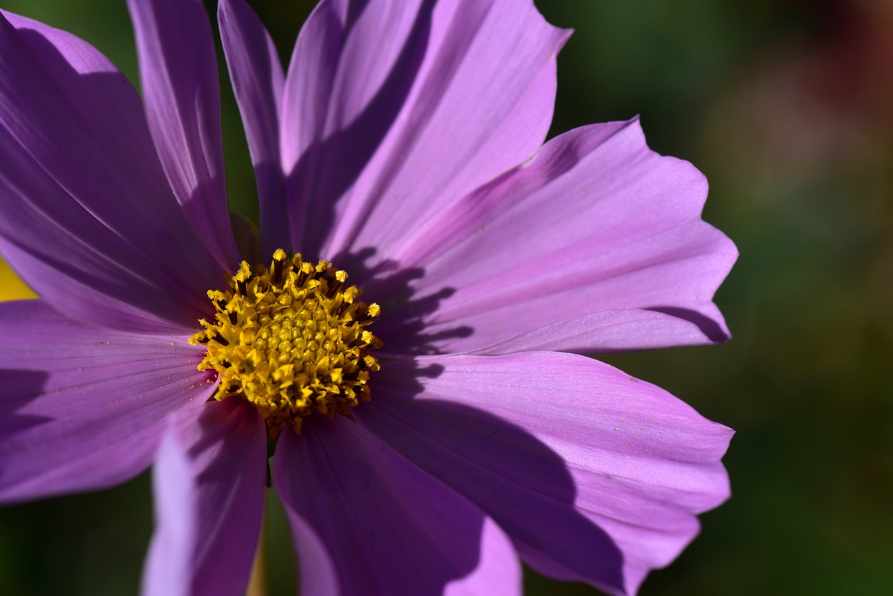 cosmea  cosmos  blossom free photo