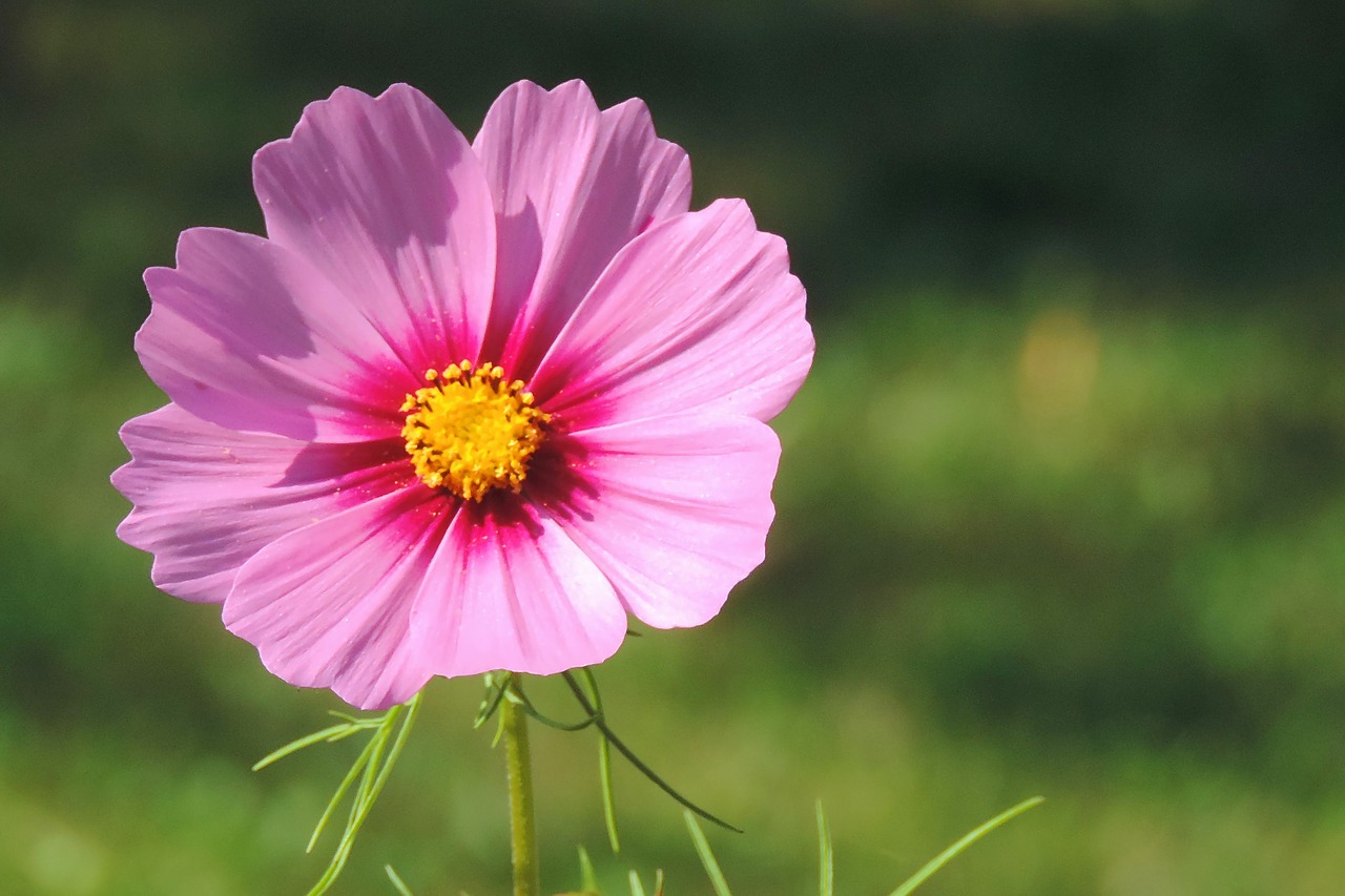 cosmea  blossom  bloom free photo