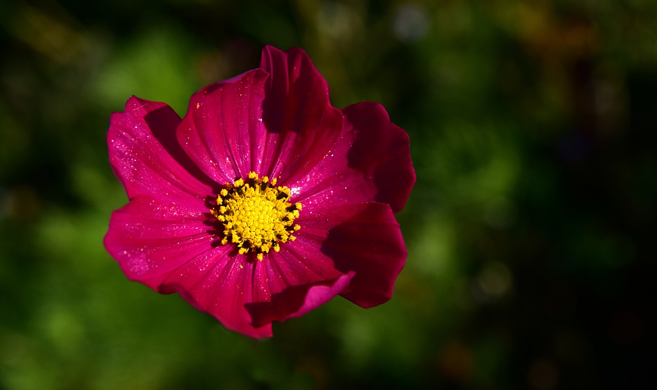 cosmea  cosmos  blossom free photo