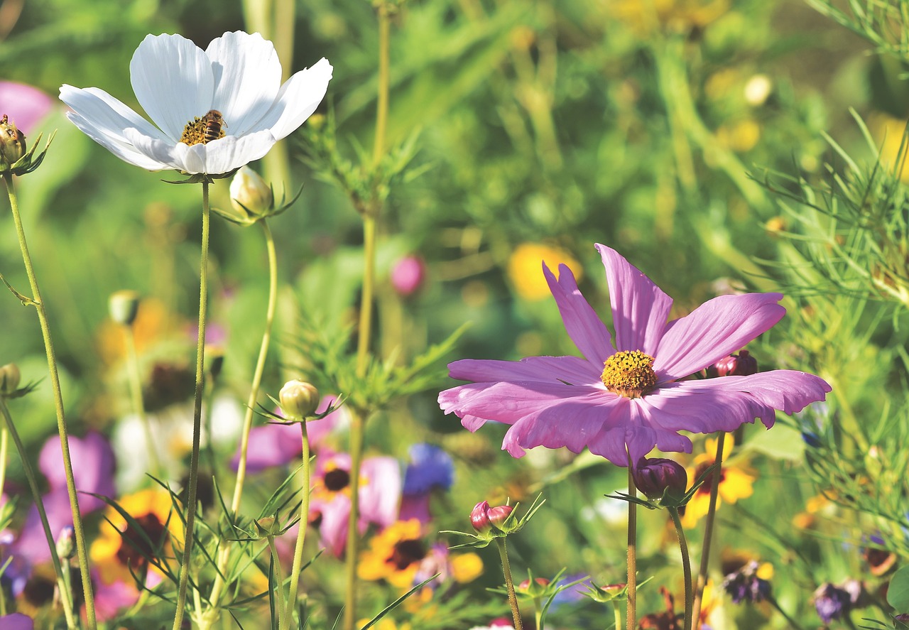 cosmea  flower  flower meadow free photo