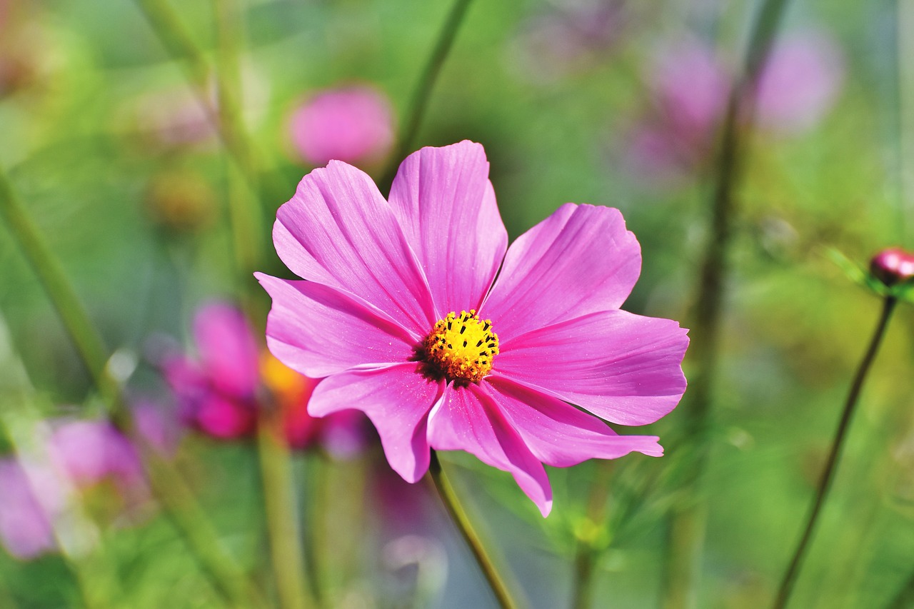 cosmea  flower  cosmos free photo