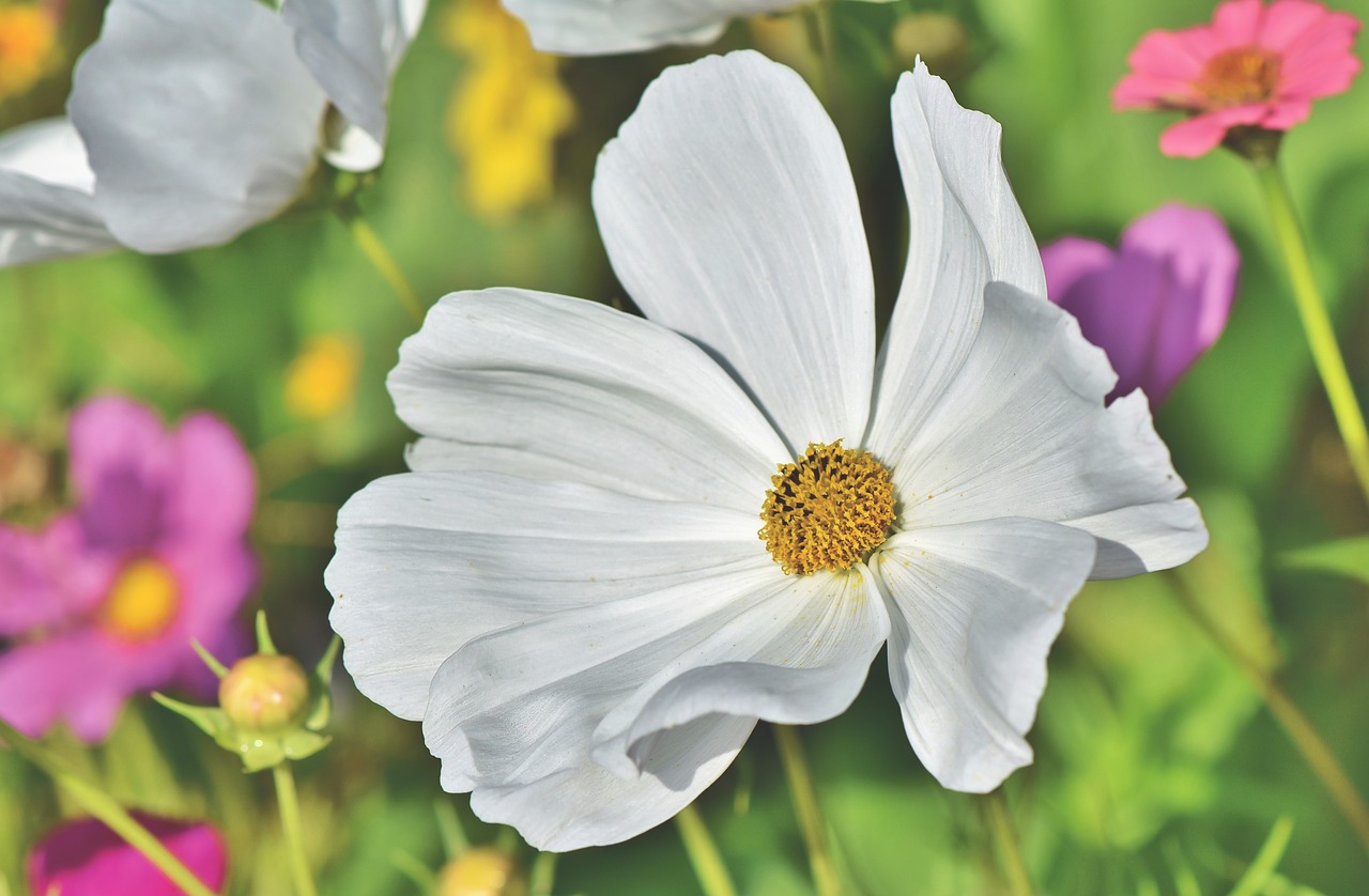 cosmea  flower  cosmos free photo