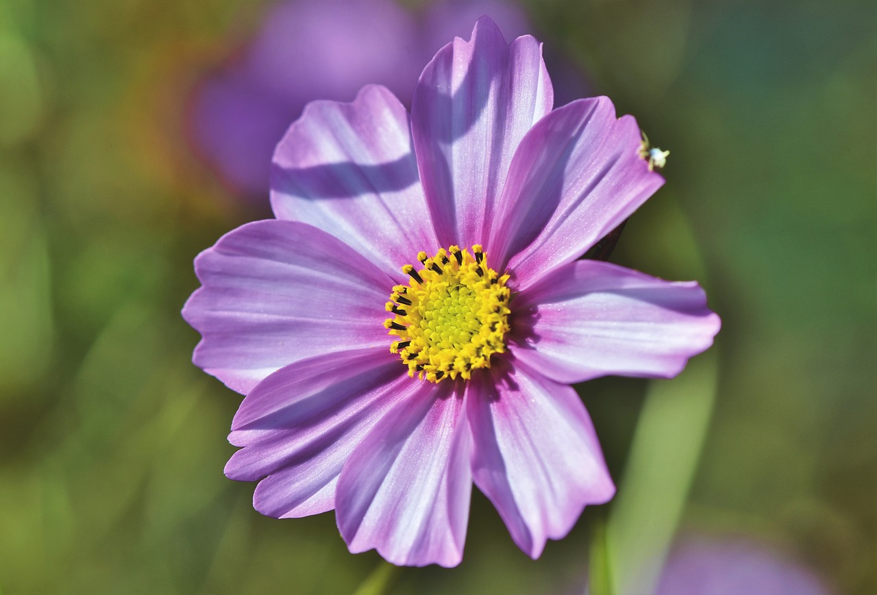 cosmea  flower  cosmos free photo