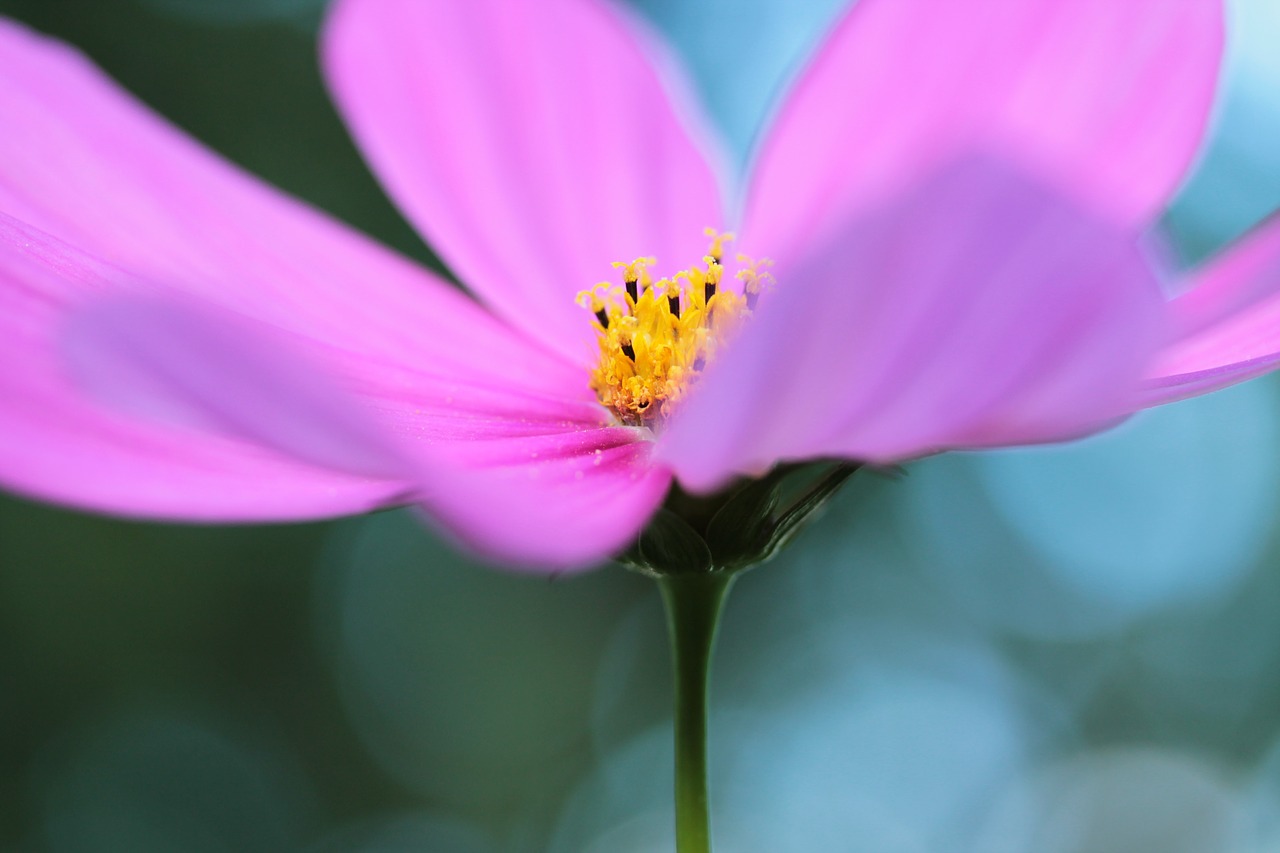 cosmea  flower  garden free photo