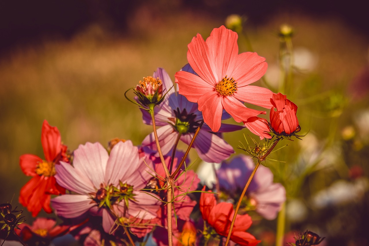 cosmea  flowers  bloom free photo