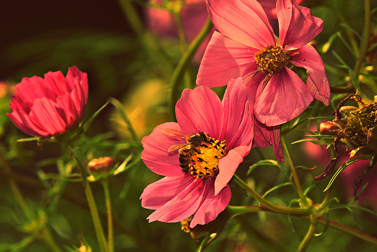 cosmea  flower  plant free photo