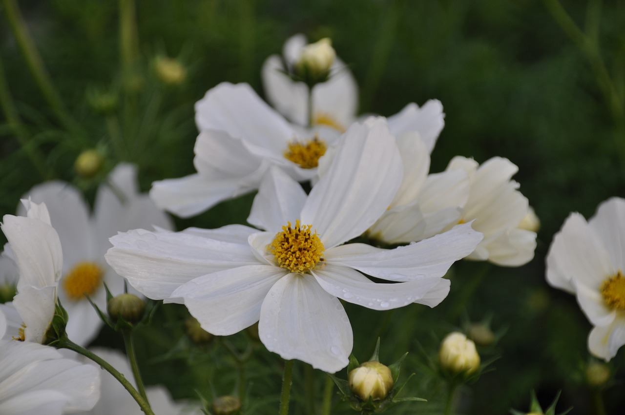 cosmea  composites  summer free photo