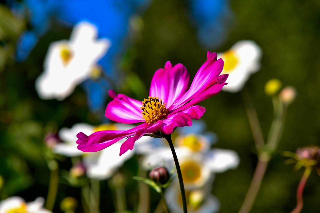 cosmea  flower  garden free photo