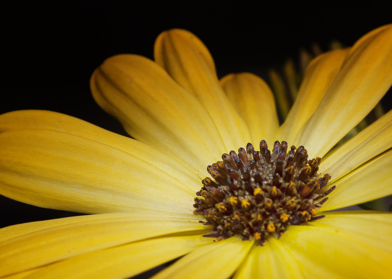 cosmea  blossom  bloom free photo