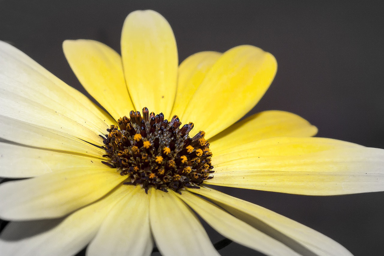 cosmea  color key  flower free photo