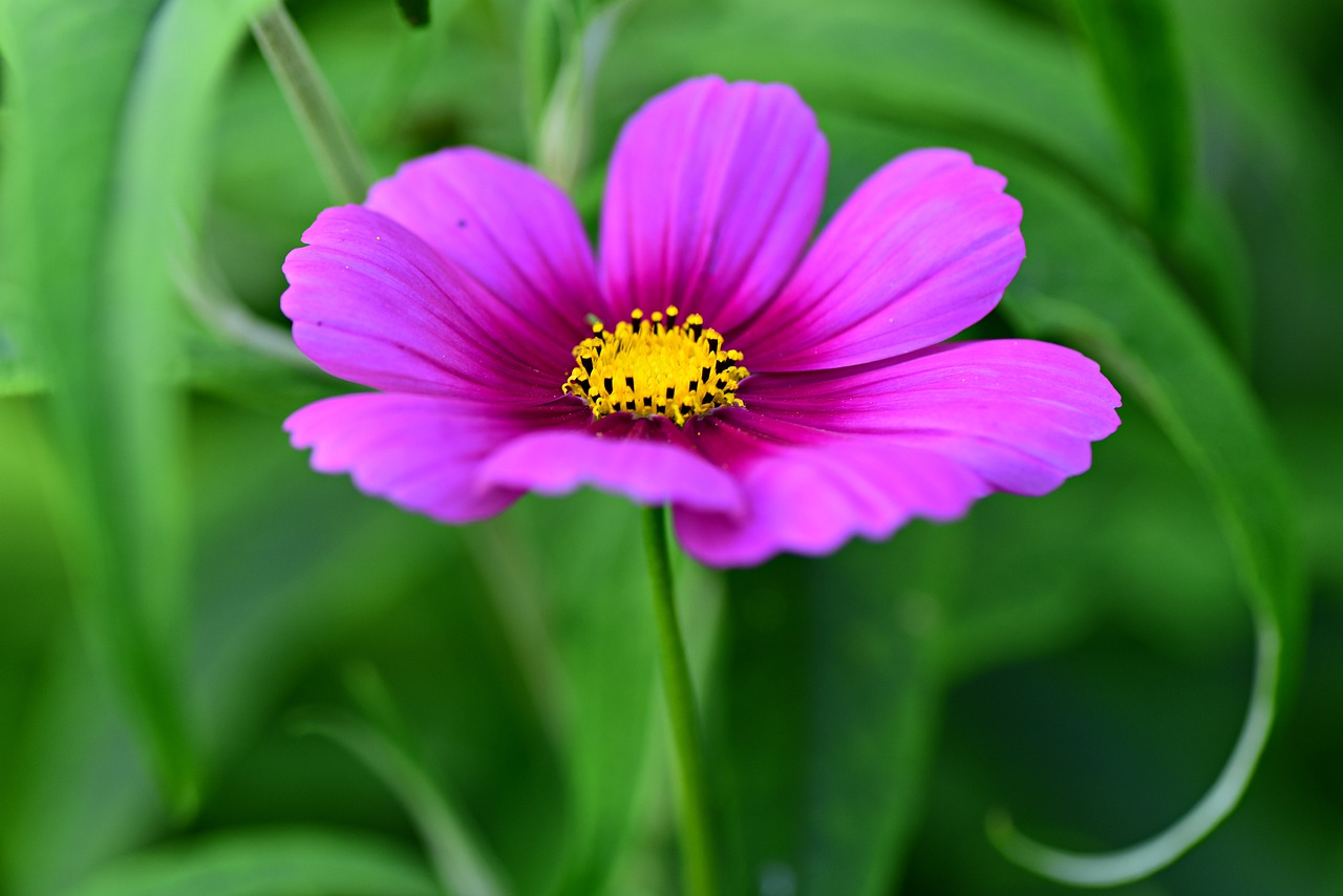 cosmea  flower  plant free photo