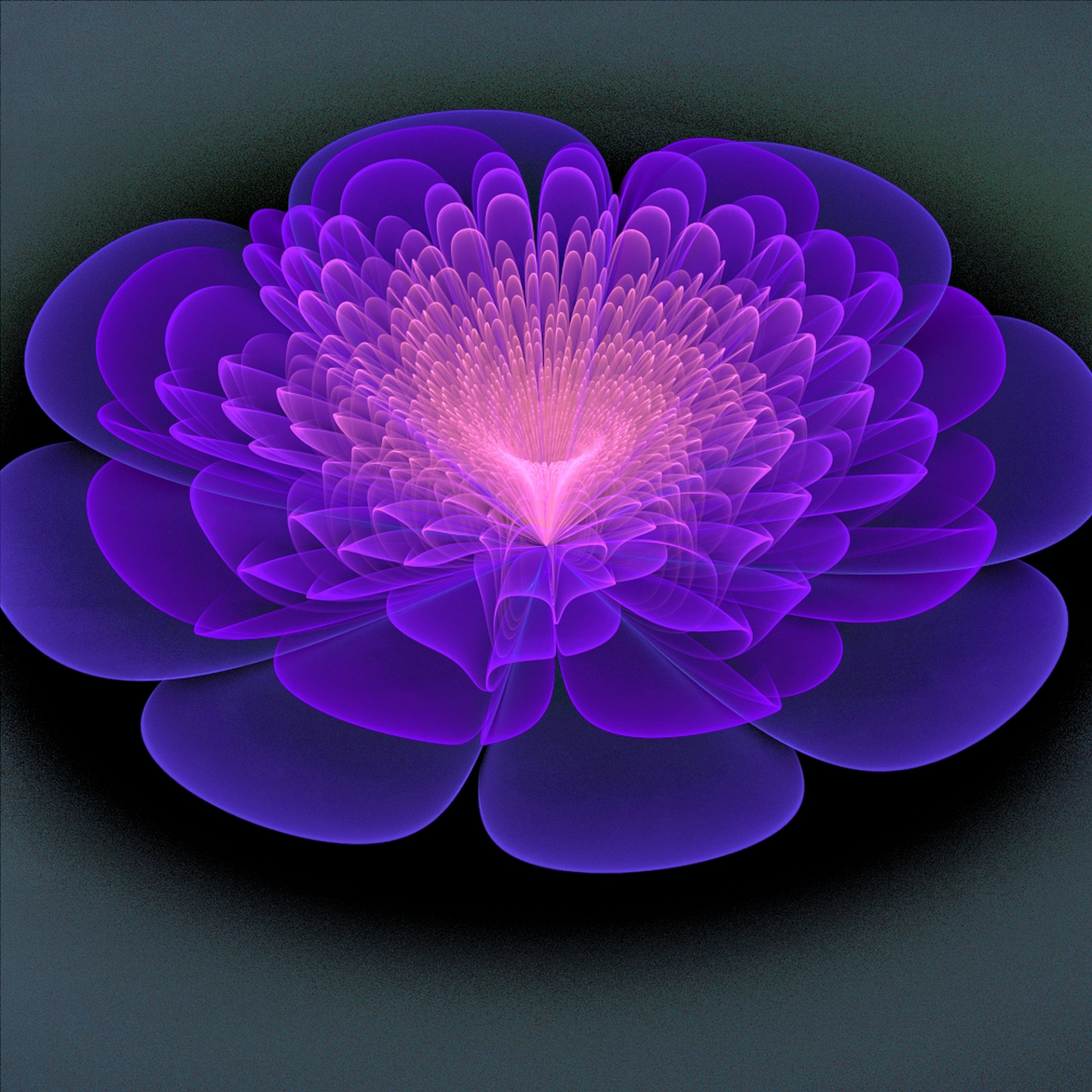violet cosmic flower free photo