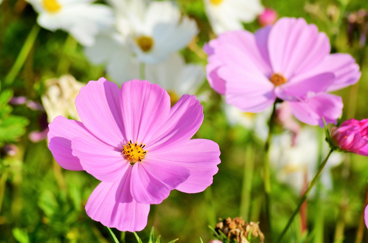 cosmos flowers nature free photo