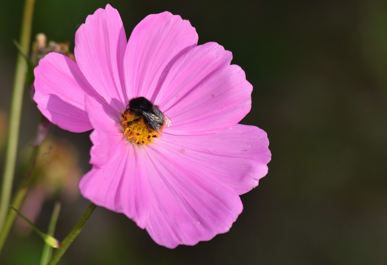 cosmos flowers nature free photo