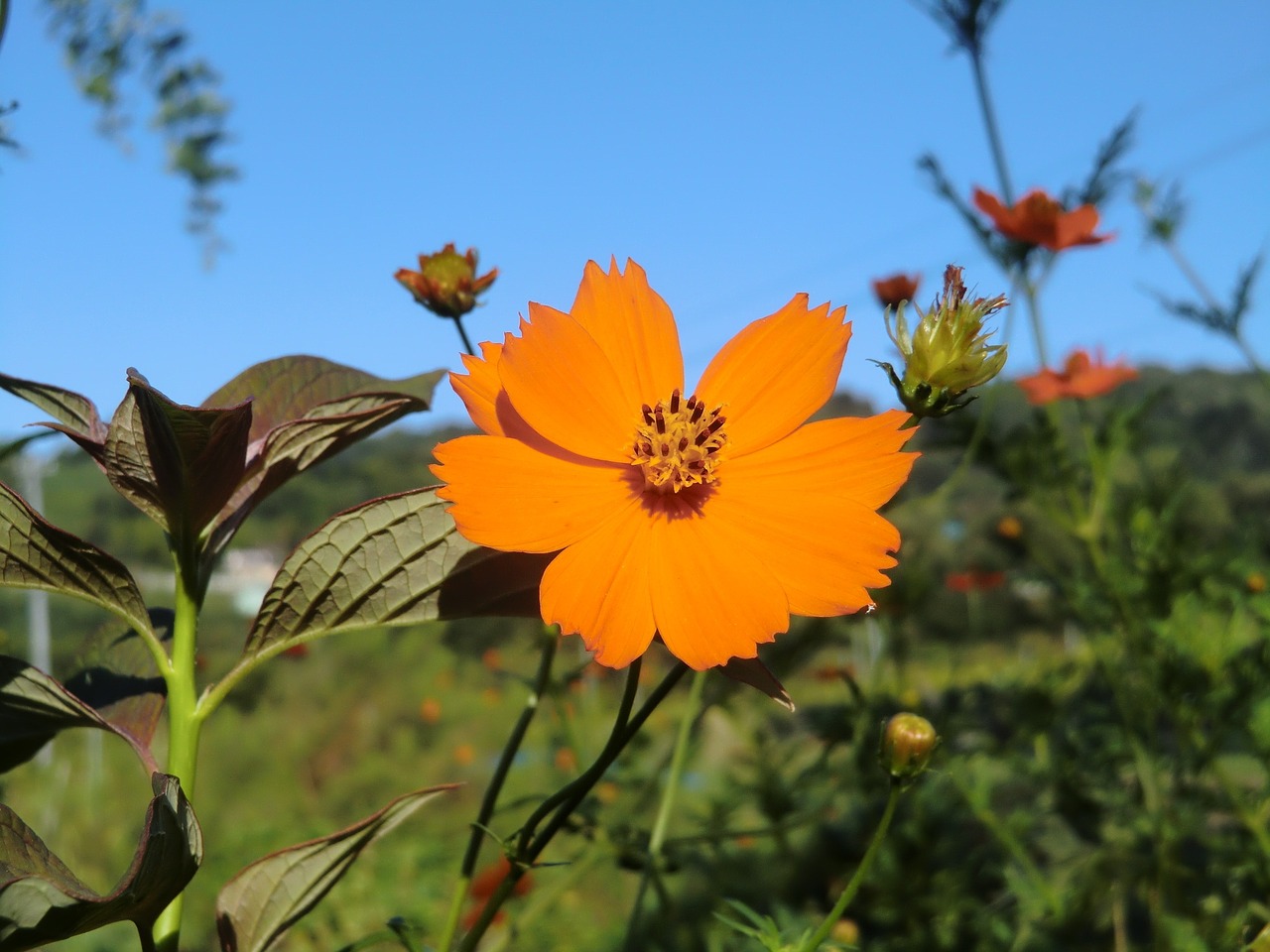 blue sky orange cosmos free photo