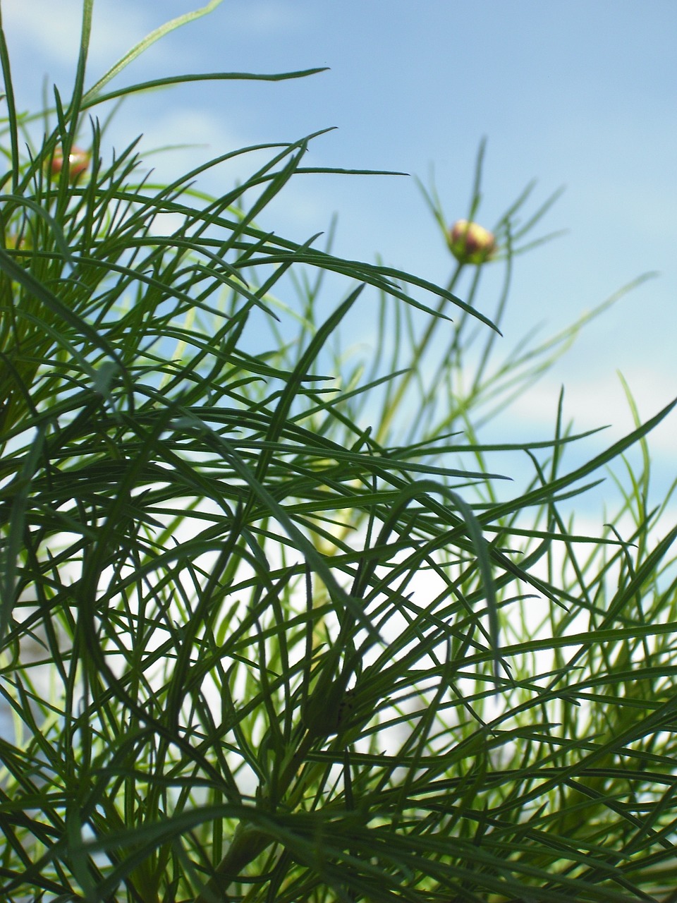 cosmos plant sky free photo