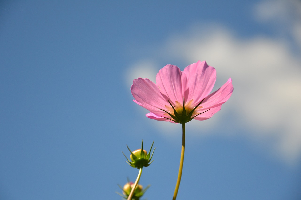 cosmea flower plant free photo