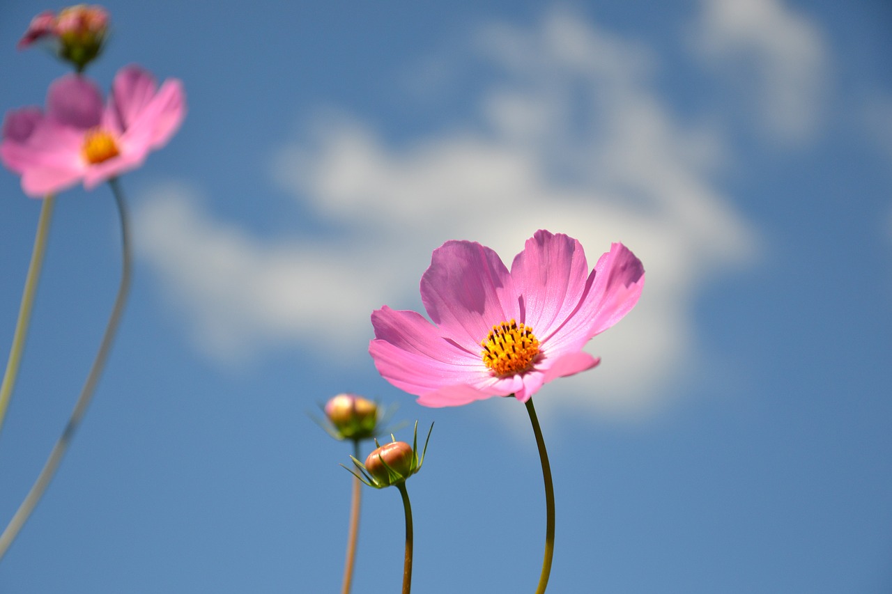 cosmea flower plant free photo