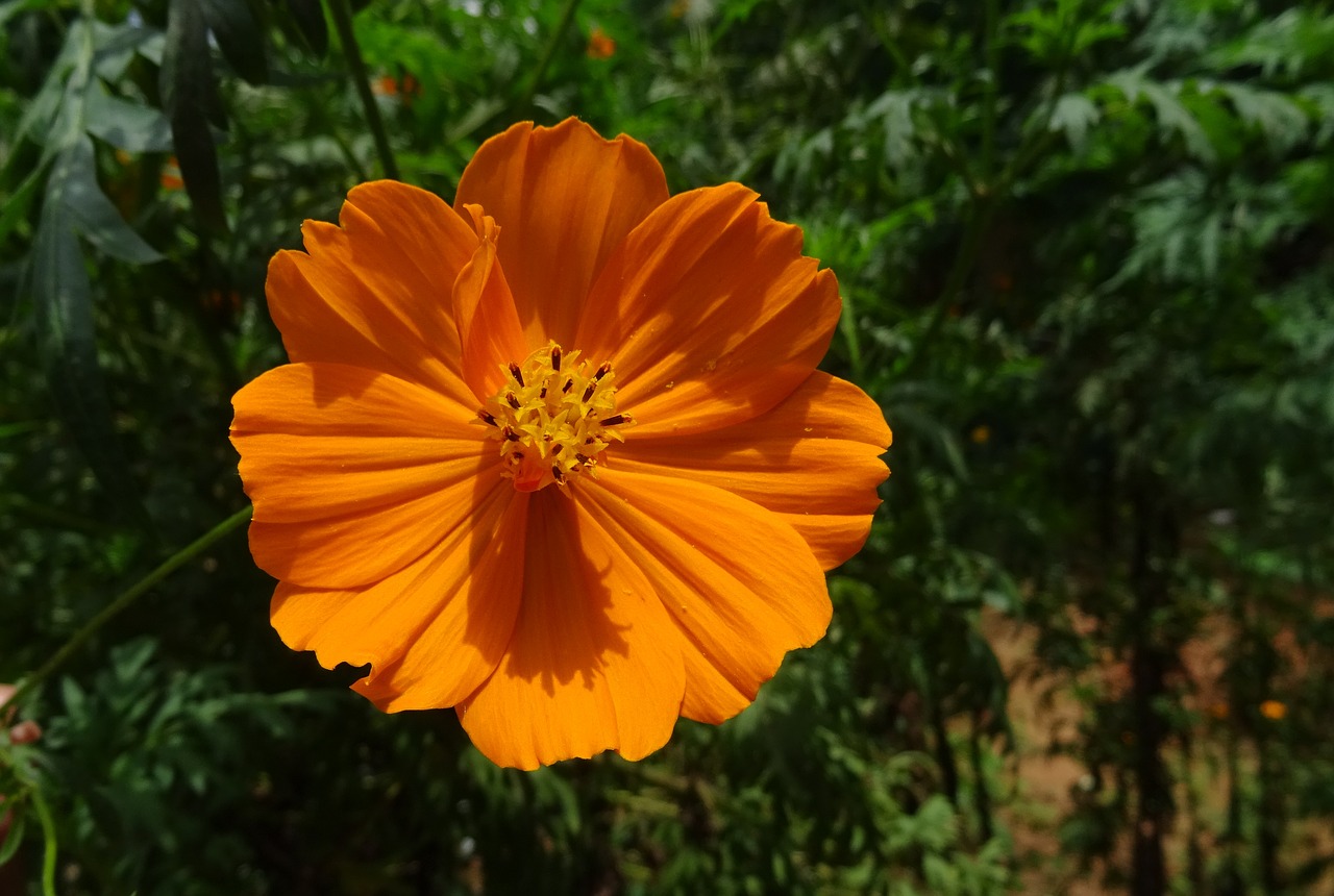 cosmos golden flower free photo