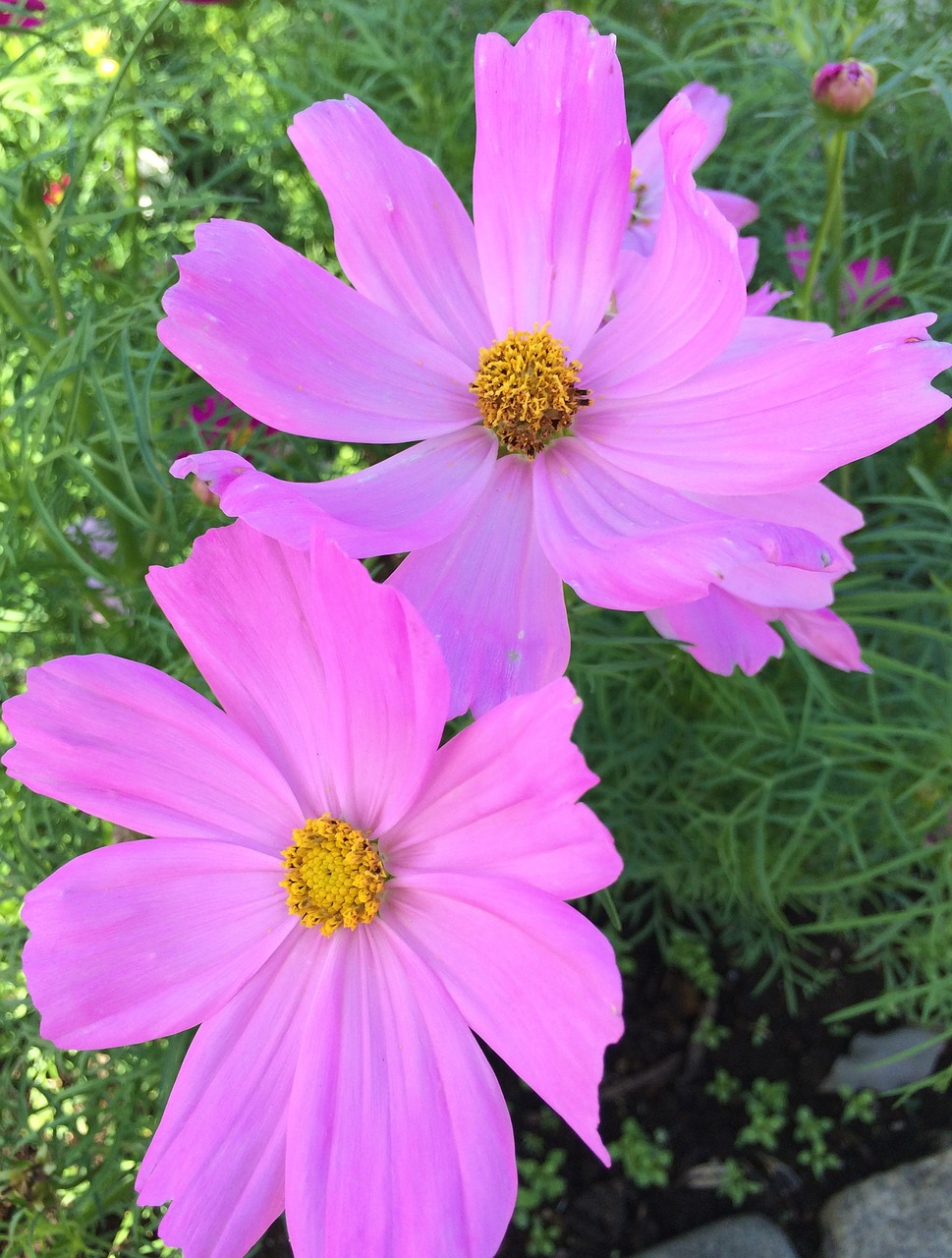 cosmos flowers pink free photo