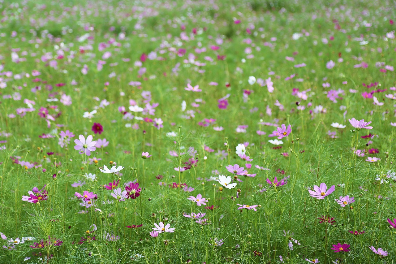 cosmos autumn flowers free photo