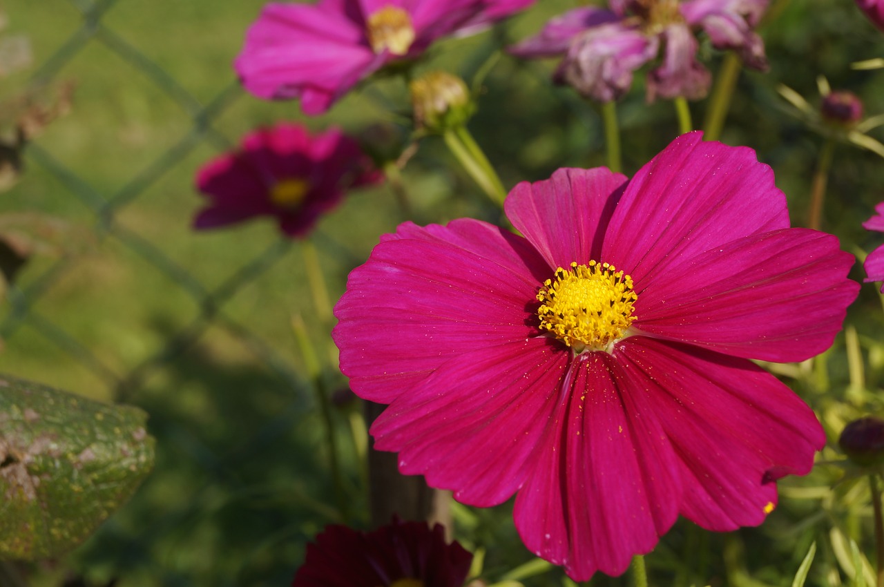 cosmos flower blossom free photo