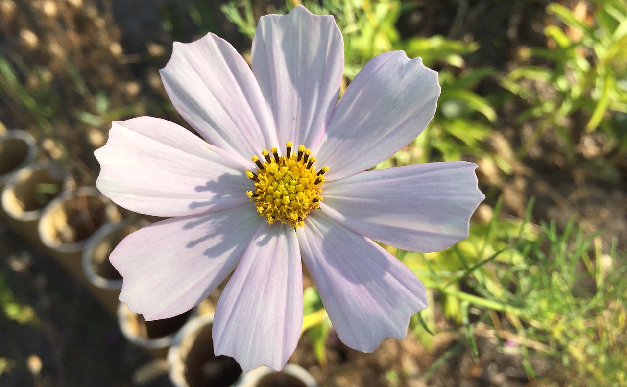 cosmos flower garden free photo