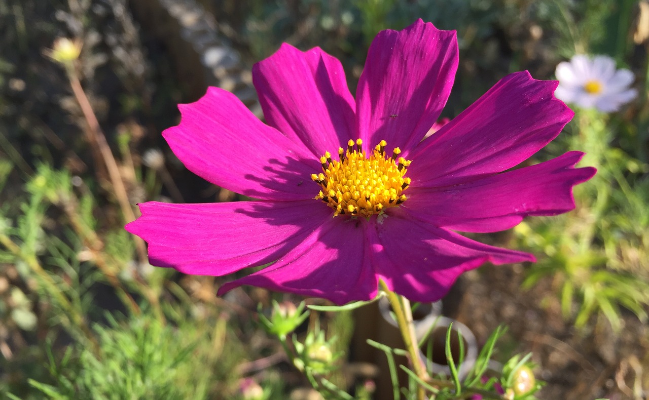 cosmos garden flowers free photo