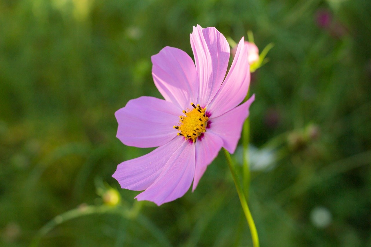 cosmos astra flower free photo