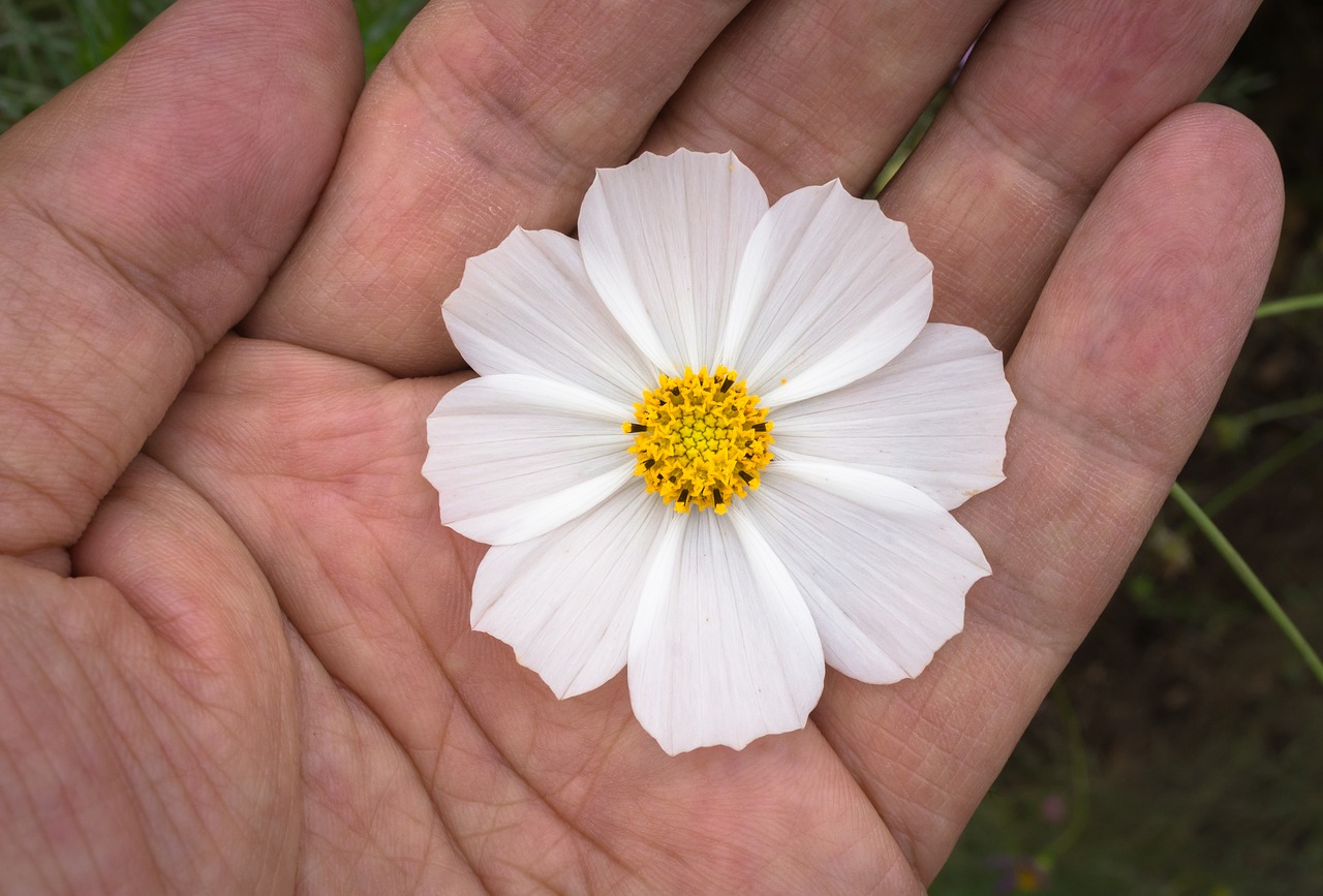 cosmos plants flowers free photo