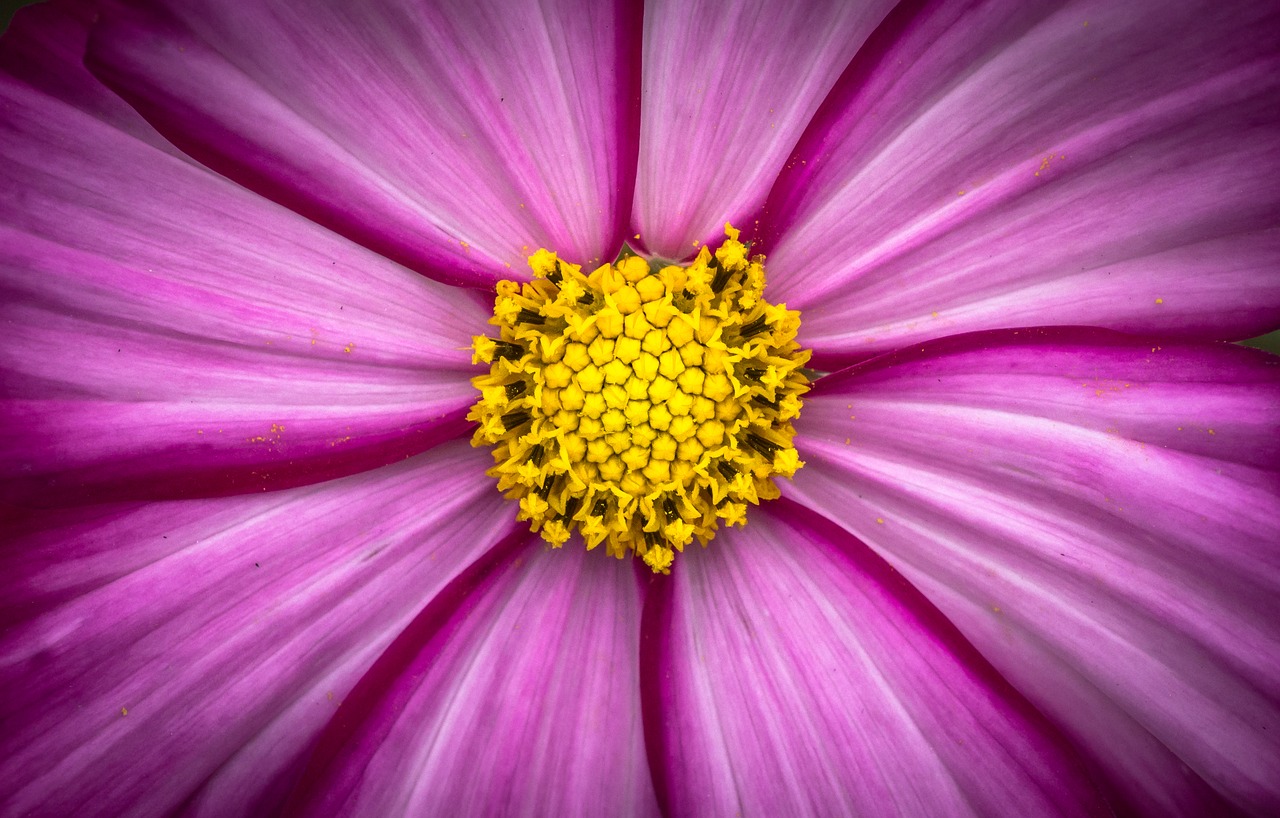 cosmos plants flowers free photo