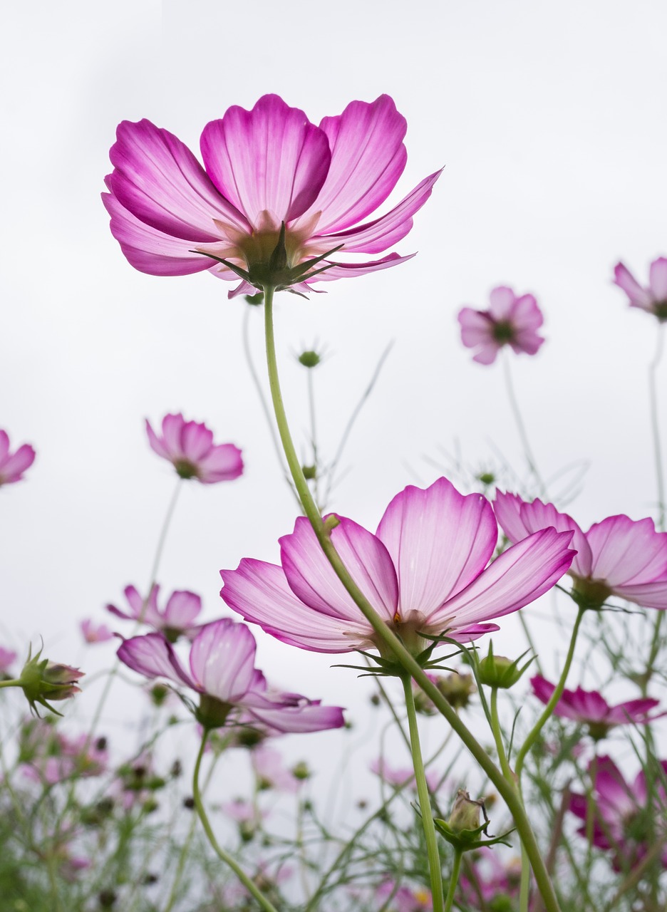 cosmos plants flowers free photo