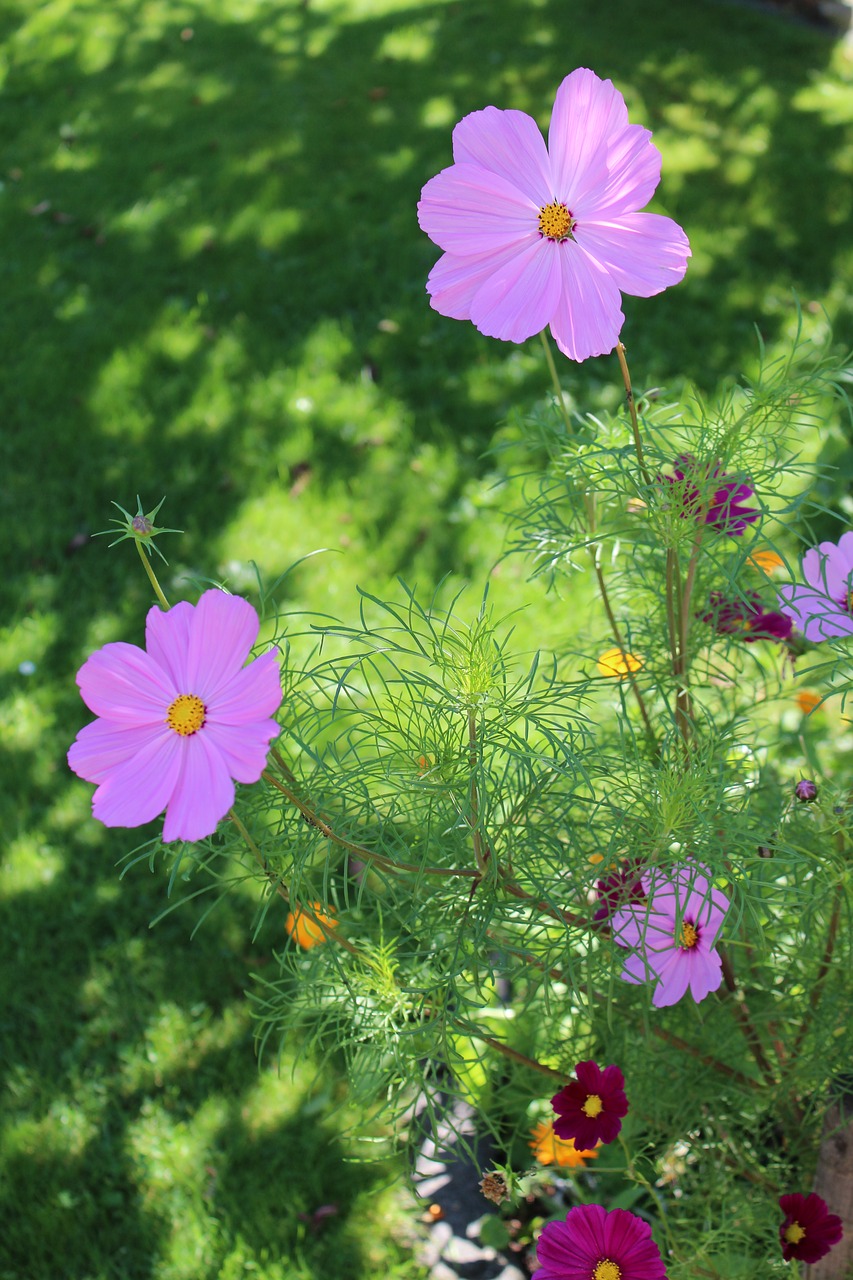 cosmos flowers garden free photo