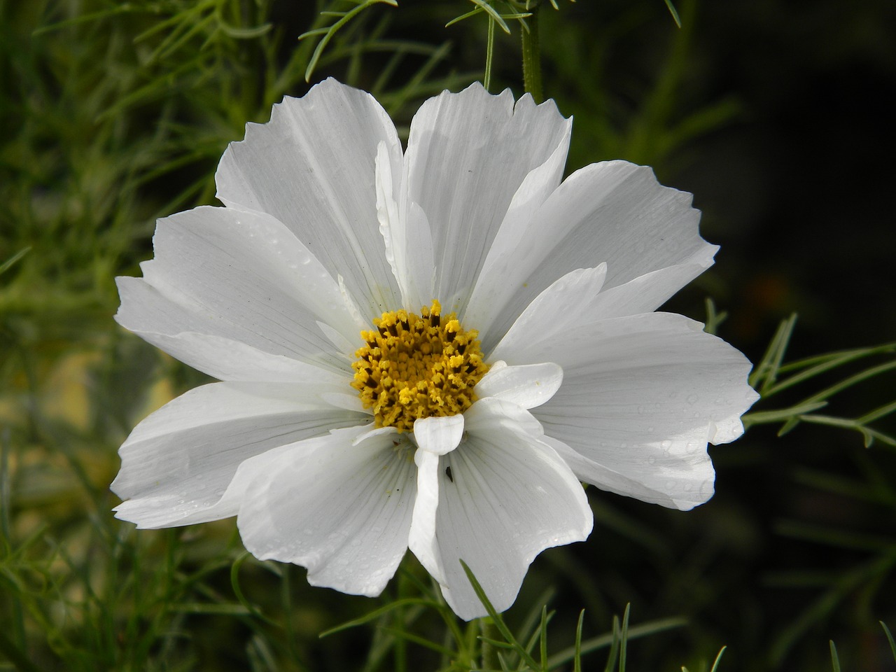 cosmos flower white free photo