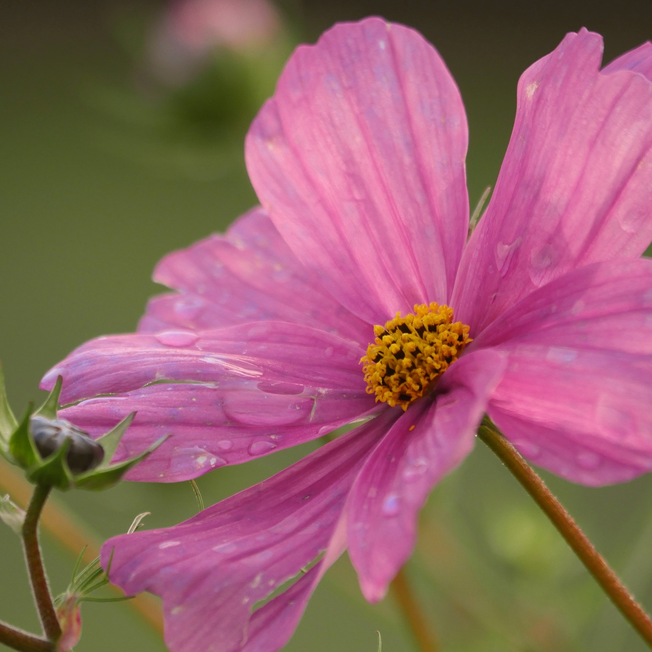 cosmos pink close free photo