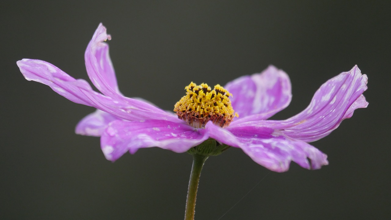 cosmos violet blossom free photo