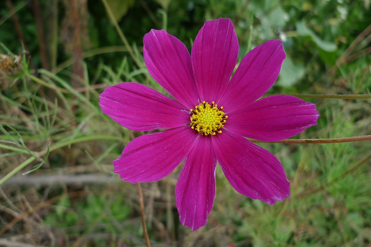 cosmos autumn petal free photo