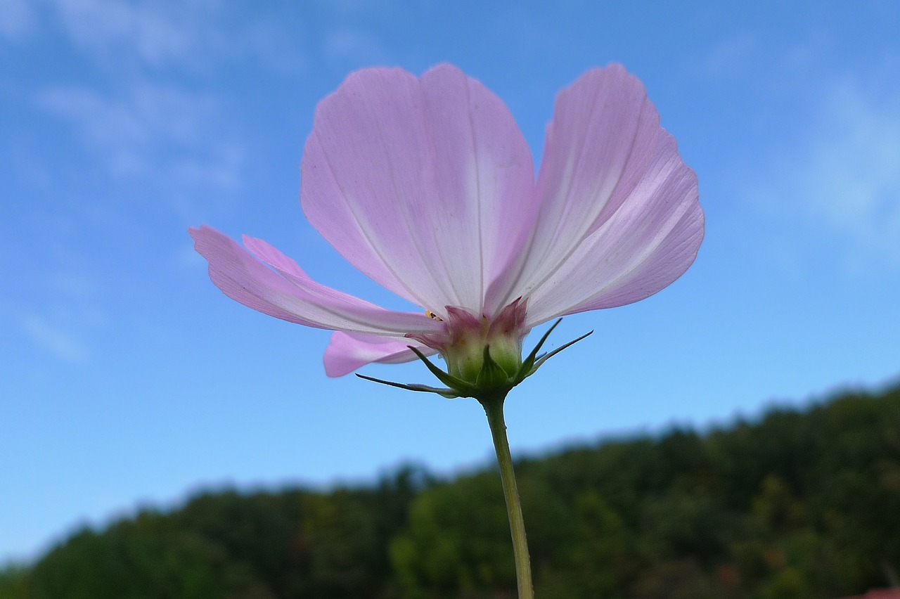 cosmos autumn sky landscape free photo