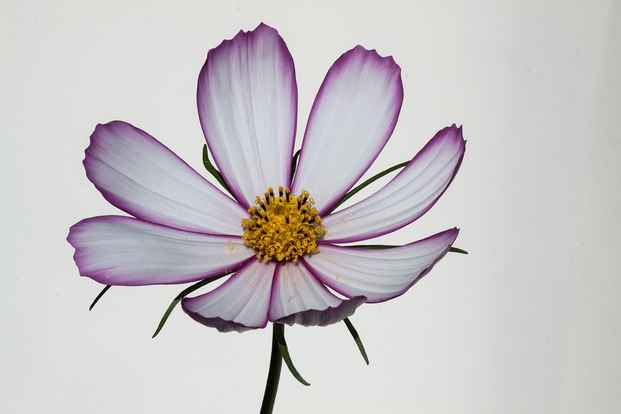 cosmos como bipinnatus cosmea bipinnata free photo